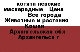 котята невские маскарадные › Цена ­ 18 000 - Все города Животные и растения » Кошки   . Архангельская обл.,Архангельск г.